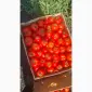 Продам помідор оптом - фото № 1