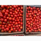 Продаж томатів Асвон оптом - фото № 1