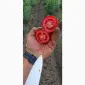 Продам помідор - фото № 1