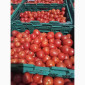 Помідори високої якості на продаж - фото № 1