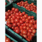 Помідори високої якості на продаж - фото № 2