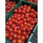 Помідори високої якості на продаж - фото № 3
