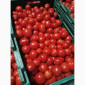 Помідори високої якості на продаж - фото № 4