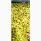 Продам мороженый перец - фото № 2