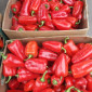 Продаж перець Політ оптом - фото № 1