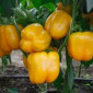 Продається перець жовтий калібр 24 з Туреччини оптом - фото № 1