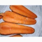 Продається морква сорт Танжелина - фото № 2