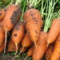 Продажа моркови оптом - фото № 1