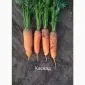 Продам моркву Каскад - фото № 4