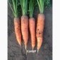 Продаю моркву Каскад - фото № 6