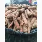 Продам морковь Польша - фото № 2