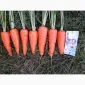 Продам товарну моркву сорт Акат Болівар в мішках по 20 кг - фото № 1