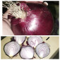 Продам червону цибулю Royo Duro - фото № 2