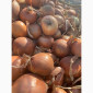 Продаж цибулі сортів Джела, Олоросо, Сонома та інших - фото № 2