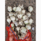 Продаж цибулі білої та червоної в Гладківщина - фото № 4
