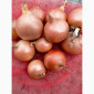 Лук репчатый с низким содержанием нитратов - фото № 2