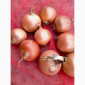 Лук репчатый с низким содержанием нитратов - фото № 4