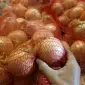 Молода цибуля з Київщини напряму - рання зелена та ріпчаста - фото № 1