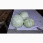 Капуста сорту Агресор на продаж - фото № 1