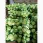 Капуста сорт Сторідор на продаж - фото № 3