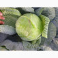 Капуста сорт Агрессор від виробника - фото № 2