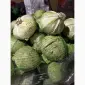 Продам капусту від постачальника з 10 тонн - фото № 5