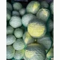 Капуста сорту Анкома на продаж - фото № 3