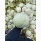 Капуста сорту Анкома на продаж - фото № 1