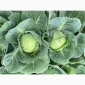 Білокачанна капуста на продаж - фото № 5
