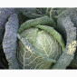 Капуста Савойская сорта Madlene на продажу - фото № 1