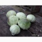 Капуста Агресор на продаж - фото № 1