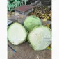 Продам капусту Агрессор без трипса и болезней - фото № 2