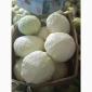 Капуста на продаж 1.5+ - фото № 1