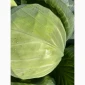 Продаж капусти сорту Агресор - фото № 1