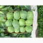 Продаж капусти пізніх сортів - фото № 1