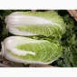 Пекінська капуста оптом - фото № 2