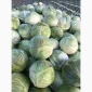 Капуста пізніх сортів на продаж - фото № 2