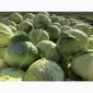 Капуста пізніх сортів на продаж - фото № 3