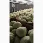 Продам капусту Польша - фото № 1