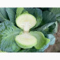 Продаж капусти сорту Агресор оптом - фото № 2