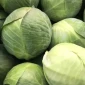 Капуста білокачанна на продаж - фото № 1