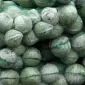 Продаж оптом капусти білокачанної 2 сорт - фото № 1