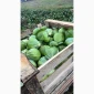 Капуста сорт Експерт і Сторідор на продажу - фото № 1