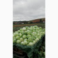 Продаю капусту Тереодор - фото № 2
