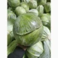 Капуста сорт еспект сторідор на продаж - фото № 3
