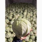 Капуста середньопізніх та пізніх сортів на продаж - фото № 6