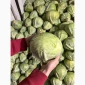 Капуста середньопізніх та пізніх сортів на продаж - фото № 7