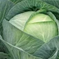 Продажа капусты Сторідор в большом объеме - фото № 1