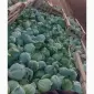 Капуста зимняя - фото № 1