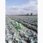 Продам капусту сорт Агрессор от производителя - фото № 3